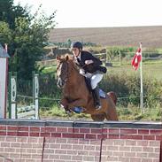 Hollandsk Sportspony Erík (Pan)