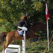 Hollandsk Sportspony Erík (Pan)