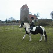 Irish Cob Crossbreed Siff  solgt..