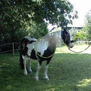 Irish Cob Crossbreed Siff  solgt..