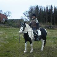 Irish Cob Crossbreed Siff  solgt..