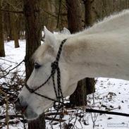 Anden særlig race Silver Star <3 R.I.P :(