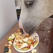 Arabisk fuldblod (OX) Cinzano SOLGT