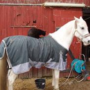 Arabisk fuldblod (OX) Cinzano SOLGT