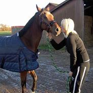 Sportsaraber (A) Sheik