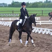 Welsh Pony (sec B) Nedergaards Milano *Død*