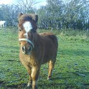 Miniature Bailey - solgt