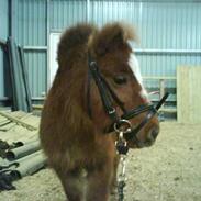 Miniature Bailey - solgt