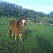 Miniature Bailey - solgt