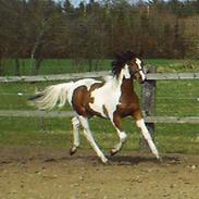 Pinto Hoelgaard´s Ram A Quena