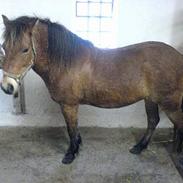 Gotlandsruss Nittany