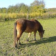 Gotlandsruss Nittany