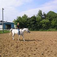 Arabisk fuldblod (OX) kidoquenci 