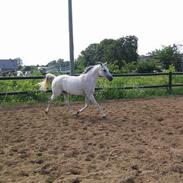 Arabisk fuldblod (OX) kidoquenci 