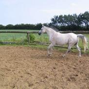 Arabisk fuldblod (OX) kidoquenci 