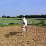 Arabisk fuldblod (OX) kidoquenci 