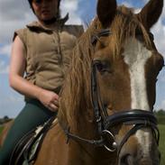 Welsh Cob (sec D) Casnewydd telynor