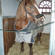 Welsh Cob (sec D) Casnewydd telynor