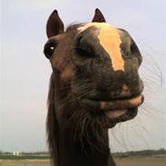 Welsh Cob (sec D) Casnewydd telynor