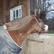 Welsh Cob (sec D) Casnewydd telynor