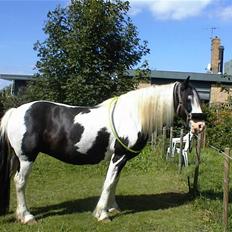 Irish Cob Crossbreed Siff  solgt..