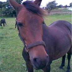 Welsh Pony (sec B) Rikke