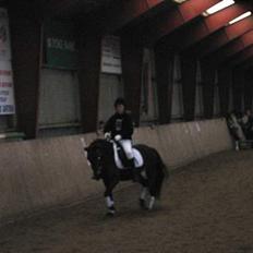 Welsh Pony (sec B) Rikke