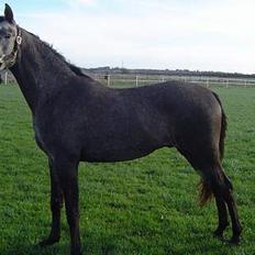 Sportsaraber (A) solgt :/   Shaki