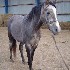 Sportsaraber (A) solgt :/   Shaki