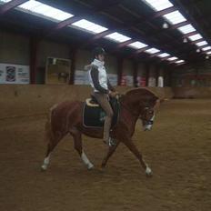 Anden særlig race Sille