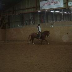 Anden særlig race Sille