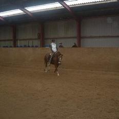 Anden særlig race Sille