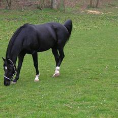 Dansk Varmblod Kartago