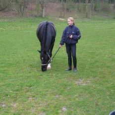 Dansk Varmblod Kartago