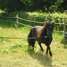 Shetlænder Black beauty *DØD*