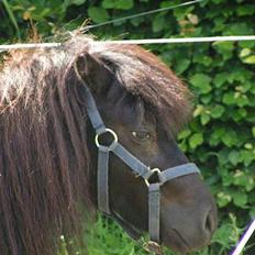 Shetlænder Black beauty *DØD*