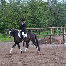 Welsh Pony (sec B) Nedergaards Milano *Død*