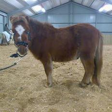 Miniature Bailey - solgt