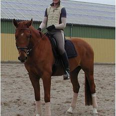 Dansk Varmblod Fjællebroens Hermann