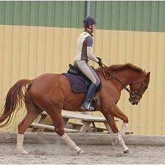 Dansk Varmblod Fjællebroens Hermann