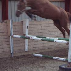 Dansk Varmblod Fjællebroens Hermann
