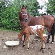 Anden særlig race Pernille*DØD*