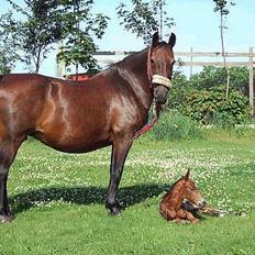 Anden særlig race Pernille*DØD*