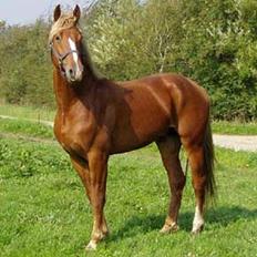 Frederiksborg Sir Lancelot