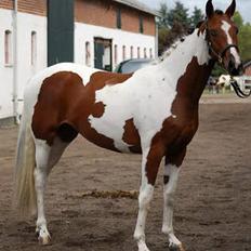 Pinto Hoelgaard´s Ram A Quena