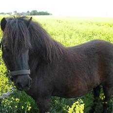 Shetlænder Stjernens Anastasia R.I.P