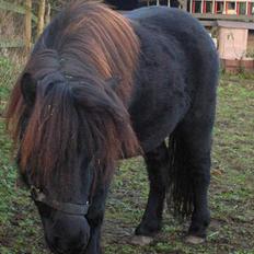 Shetlænder Stjernens Anastasia R.I.P