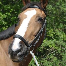 Anden særlig race Chantall [R.I.P]