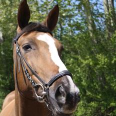 Anden særlig race Chantall [R.I.P]