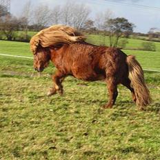 Shetlænder Hugo (morsters) 